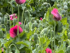 -国家植物园南园