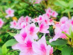 -重庆平顶山公园