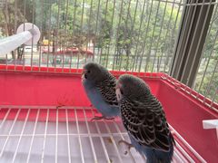 -青石桥花鸟鱼虫市场(叠翠城店)