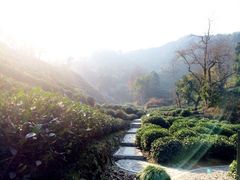 iphone_upload_pic-十八棵（老龙井）御茶园(老龙井店)