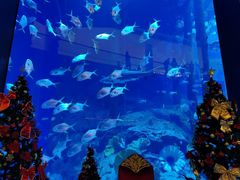 -迪拜水族馆及水下动物园