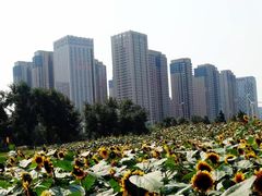 -长白岛森林公园