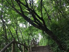 -牛背梁国家森林公园
