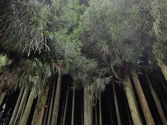 -武陵山森林公园