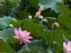 -荔湾湖公园
