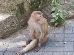 -洛阳花果山景区
