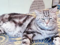 -平行世界·猫咖(首经贸店)