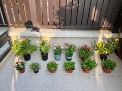 -龙大花卉苗木市场