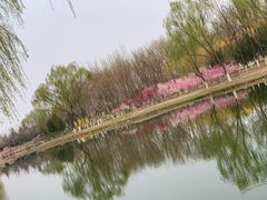 -大兴滨河森林公园