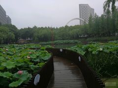 -陈家山荷花公园