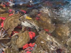 -港畔赶海蒸汽海鲜烧烤自助(仙螺岛店)