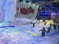 -芜湖新华联大白鲸海洋公园