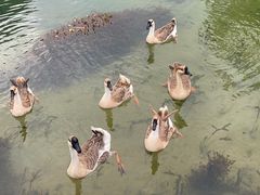 -靖西鹅泉风景区
