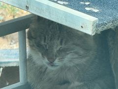 -青藏高原野生动物园
