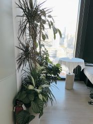 -BELLAREAL新美社