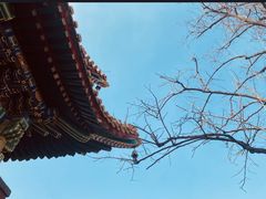 -雍和宫
