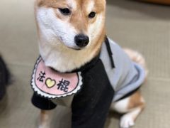 -逗柴咖啡屋·狗咖猫咖宠物桌游