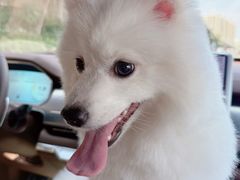 -久久宠物(河东万达店)