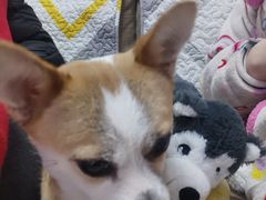-奈斯宠物医院·核磁CT·异宠专科·内镜(中南店)
