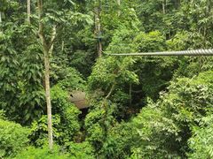 -西双版纳原始森林公园