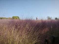 -羊亭河湿地公园