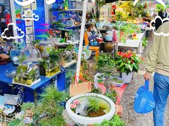 -曲阳花鸟市场(曲阳路店)