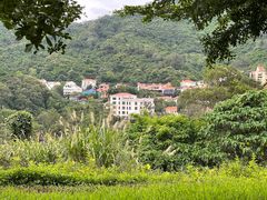 -银湖山郊野公园-相思林