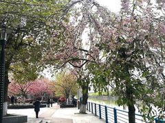 -高东镇樱花园