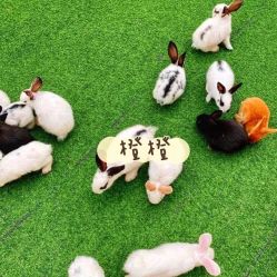 -萌宠亲子动物乐园(槐房万达店)