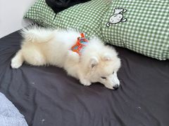 -嘉馨宠物医院·CT影像转诊·心脏科·犬猫全科诊疗中心(下沙大学城院区)