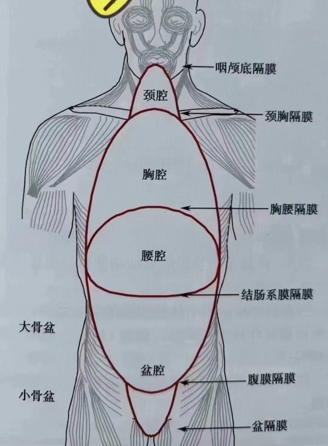 我们需要定期有规律的和自己的身体对话