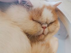 -Heymao猫咖.咖啡厅(东门店)