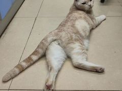 -瑞派动物医院·猫专科·至诚(江南中分院)