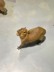 -Zoolung Zoolung动物主题公园(海信广场店)