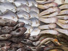 -鑫渔港海鲜本地菜·山海关浑锅(东戴河店)