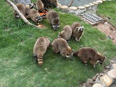 -灵玲国际马戏城