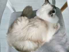 -喵的天空名猫咖啡馆·撸猫·猫舍·用品