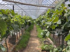 -马陆小张葡萄园农家乐