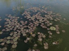 -新江湾城公园
