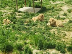 -新疆天山野生动物园