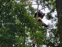 -中国大熊猫保护研究中心雅安碧峰峡基地