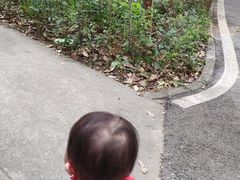 -广东茂名森林公园