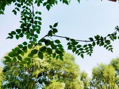 -龙福源密云水库灶台鱼