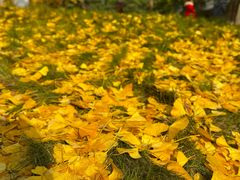 -重庆市江北嘴中央商务区中央公园