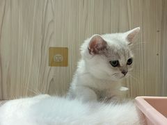 -屋虎猫馆(宝安大仟里店)