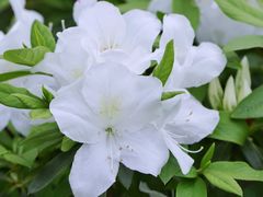 -中国科学院华南植物园
