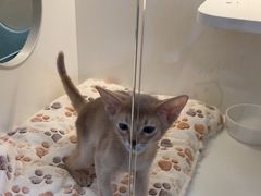 -小猫来了·猫舍(红山六九七九店)