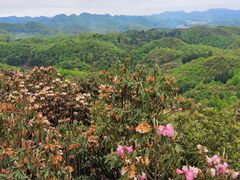 -贵州百里杜鹃风景名胜区