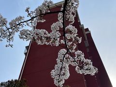 -高东镇樱花园