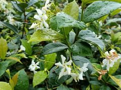 -南宁良凤江国家森林公园